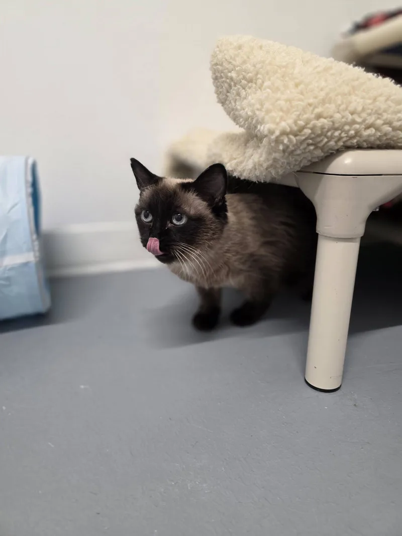 A senior medium-sized female Seal Point Siamese cat named Zoe for adoption in Shelby, MI