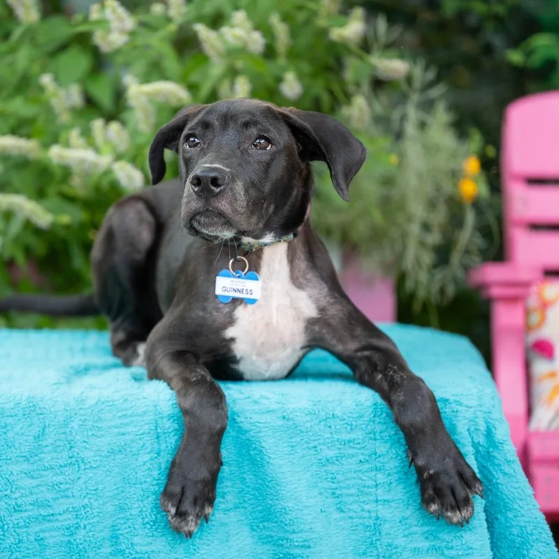 A baby medium-sized male Black Labrador Retriever dog named Guinness for adoption in Wake Forest, NC