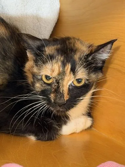 An adult small-sized female Domestic Short Hair cat named Coco for adoption in Bellevue, WA