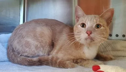 An adult large-sized male Domestic Short Hair cat named Clover for adoption in Kansas City, MO