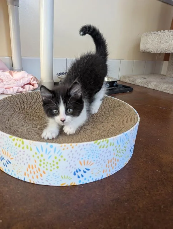 A baby small-sized male Domestic Short Hair cat named Iggy for adoption in Monterey, CA