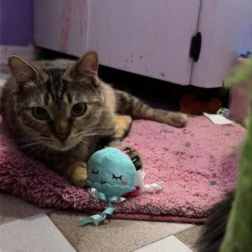 A young medium-sized female Domestic Short Hair cat named Katniss for adoption in Tampa, FL