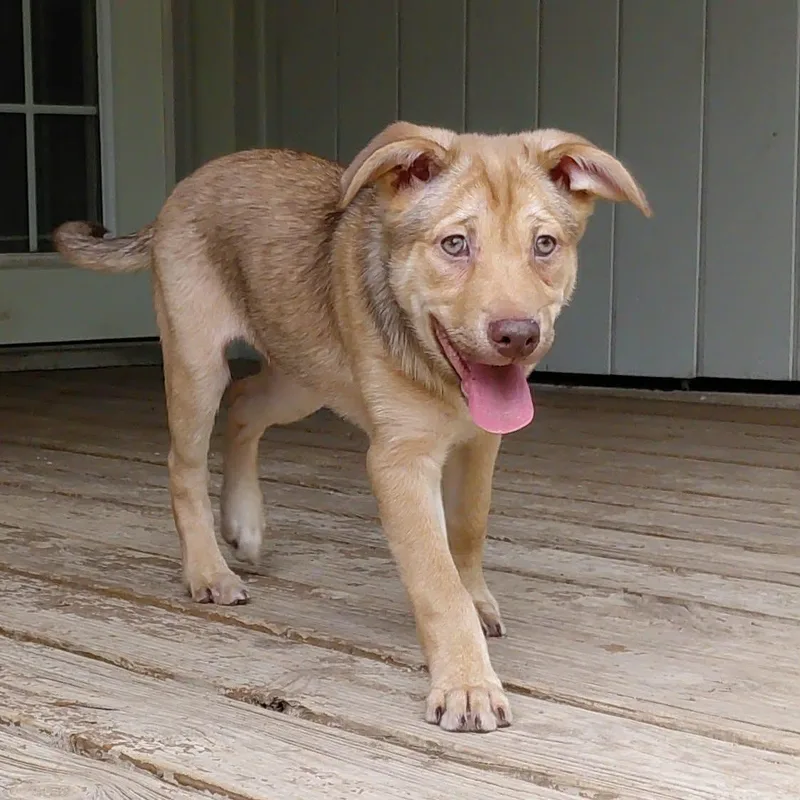 A baby medium-sized female Brown / Chocolate Shepherd dog named Ginger Ja for adoption in Austin, TX