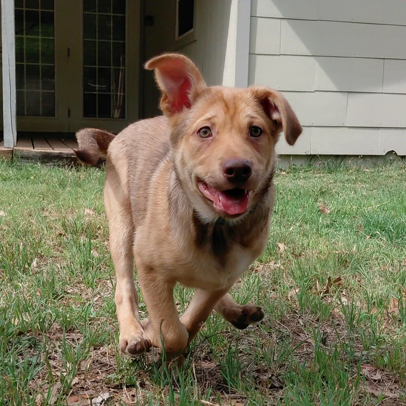 Ginger Ja thumbnail 2