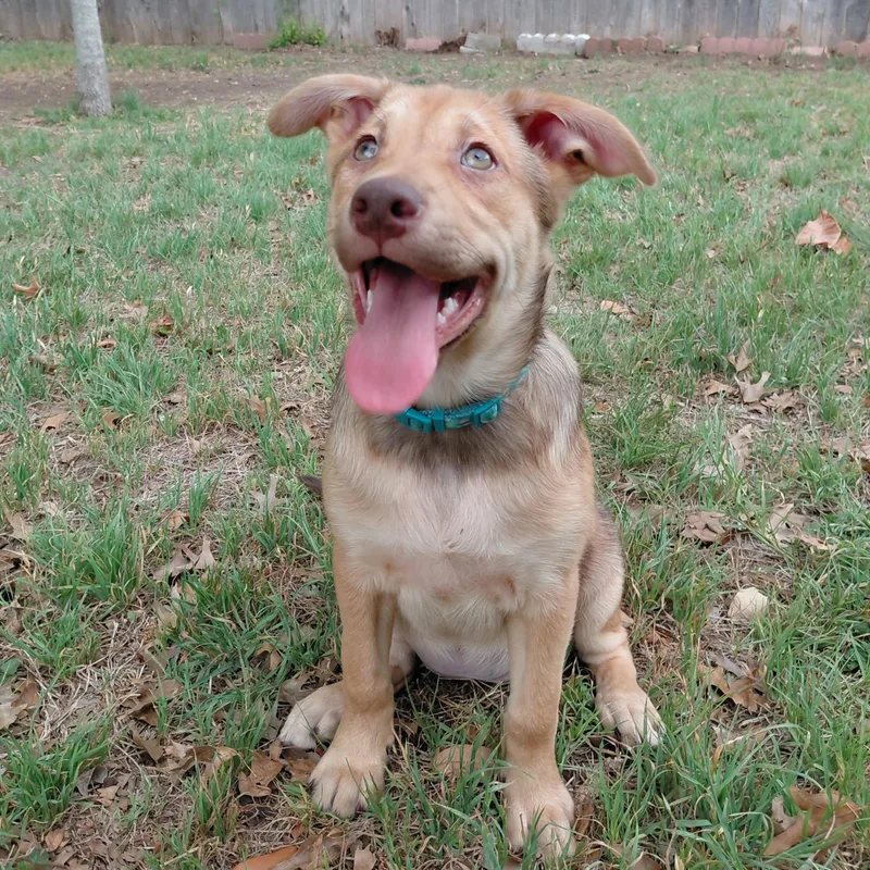 Ginger Ja thumbnail 3