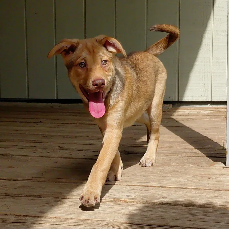 Ginger Ja thumbnail 4