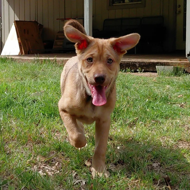 Ginger Ja thumbnail 6