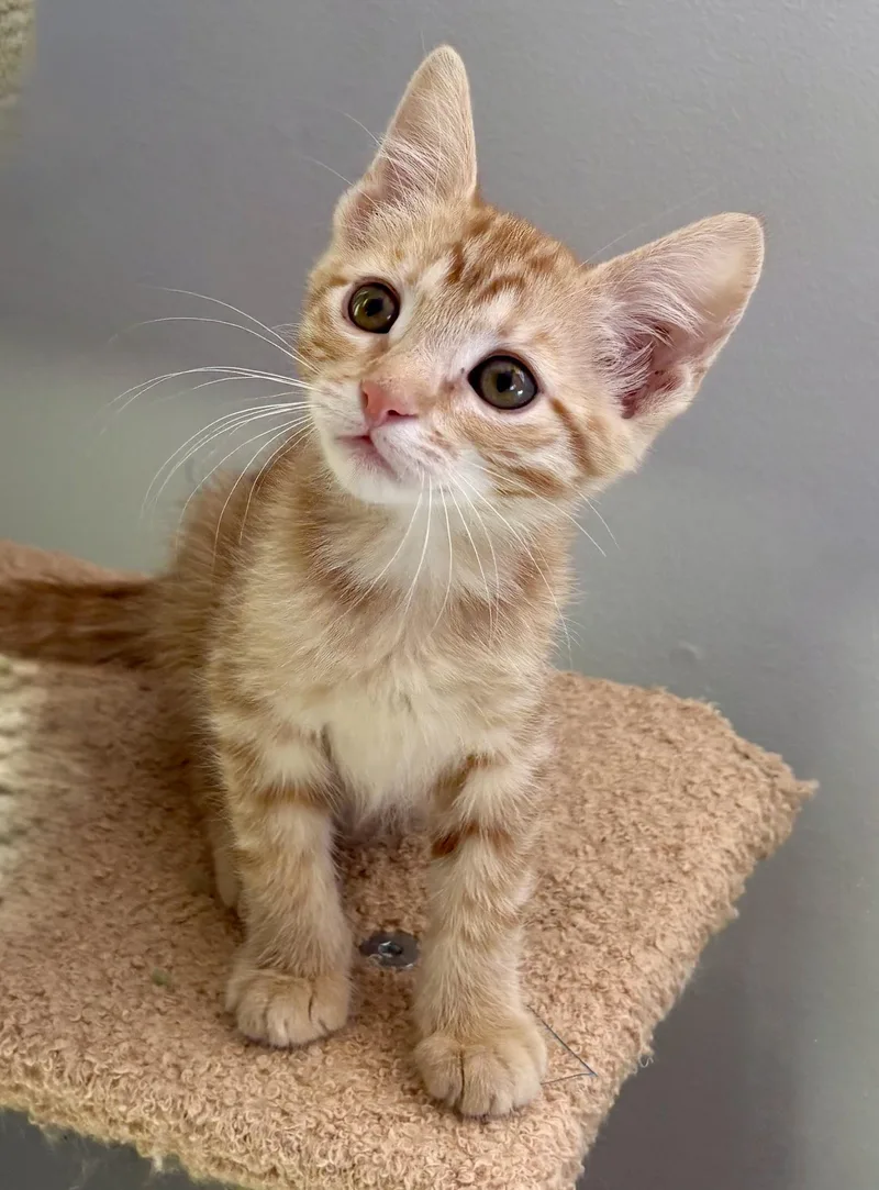 A baby medium-sized female Tabby (Orange / Red) Domestic Short Hair cat named Clownfish for adoption in Oracle, AZ