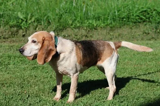 An adult small-sized female Mixed Breed dog named Evie for adoption in Columbia, TN