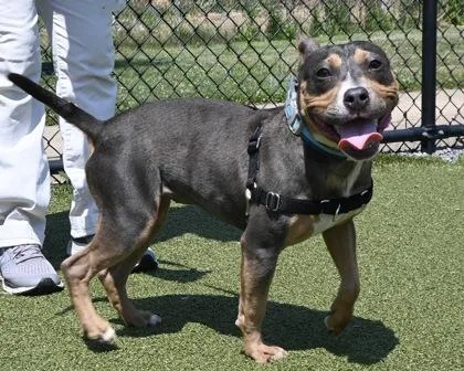 A young medium-sized female Fox Terrier dog named Shortcake for adoption in West Seneca, NY