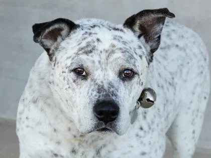 A senior large-sized male Mixed Breed dog named Audio for adoption in Longmont, CO
