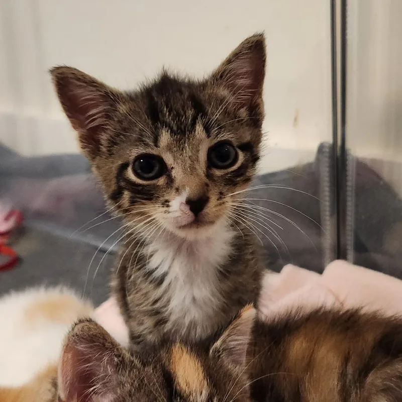 A baby small-sized male Brown / Chocolate Domestic Short Hair cat named Charlz for adoption in Chapel Hill, NC