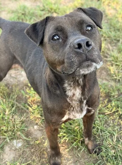 An adult medium-sized female Pit Bull Terrier dog named Aussie Ann for adoption in Anderson, IN