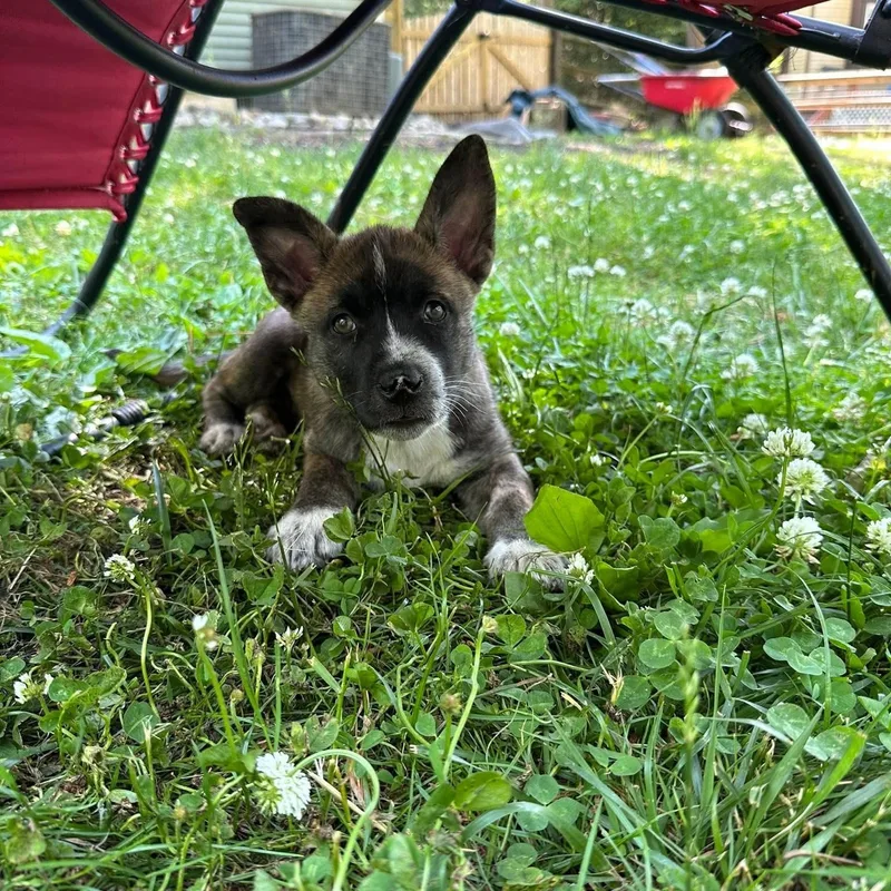 A baby medium-sized female Husky dog named Fiona for adoption in Collingswood, NJ