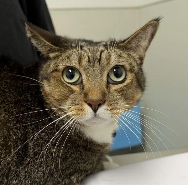 An adult medium-sized male Domestic Short Hair cat named Strudel for adoption in San Diego, CA