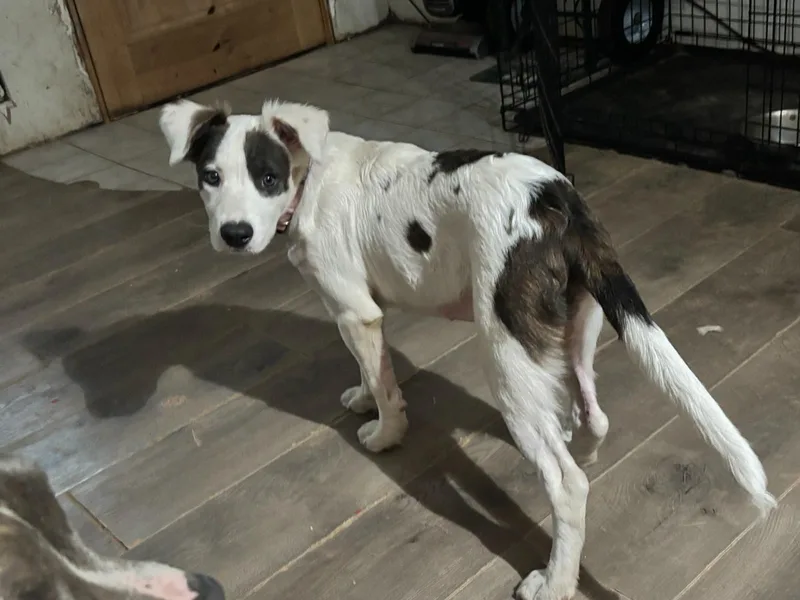 A baby medium-sized female American Staffordshire Terrier dog named Artemis for adoption in Bar Nunn, WY