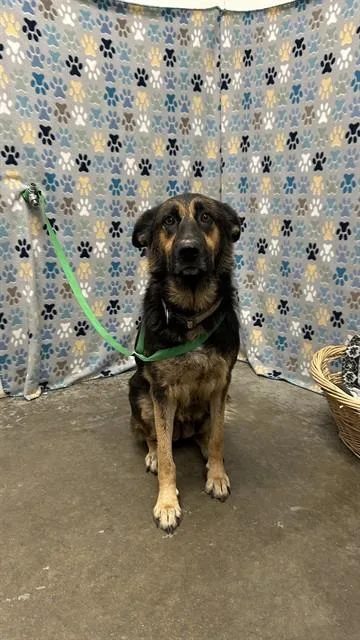 An adult large-sized female German Shepherd Dog dog named Natasha for adoption in Rosenberg, TX