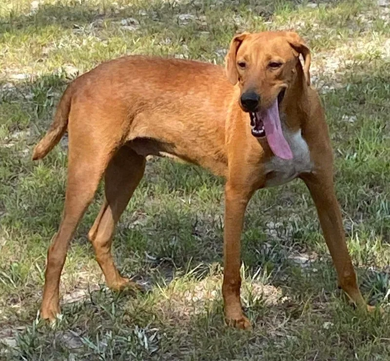 A young medium-sized male Yellow Labrador Retriever dog named Alvin for adoption in Grand Bay, AL