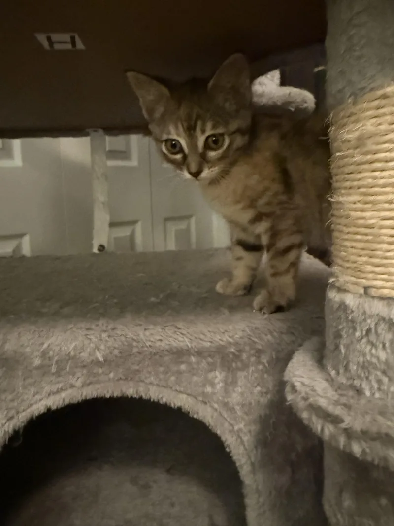 A baby small-sized female Torbie cat named Eloise for adoption in Edmond, OK