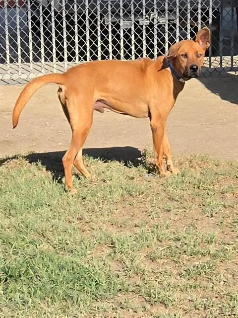 An adult large-sized male Bloodhound dog named Duke for adoption in Riverside, CA