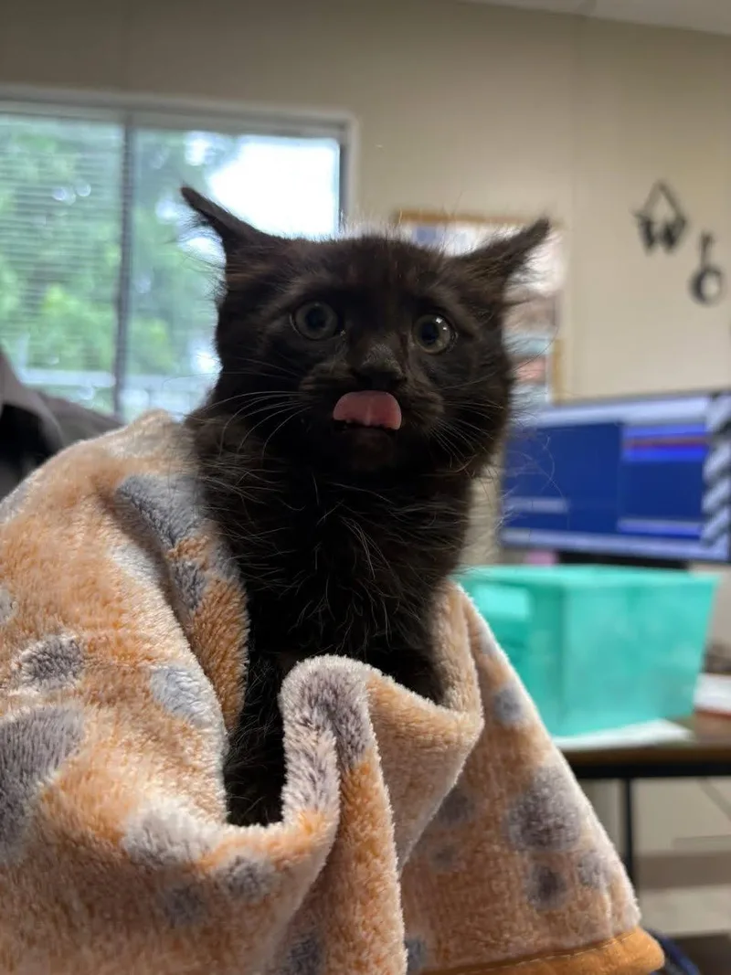 A young small-sized female Black Domestic Long Hair cat named Spooky for adoption in Oakdale, CA