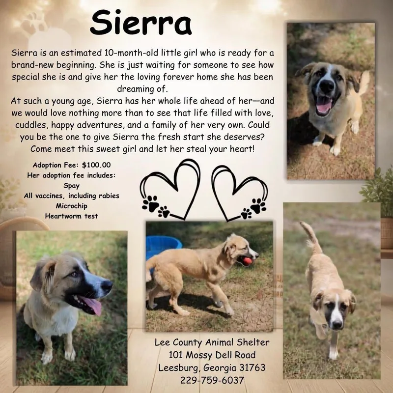 Sierra