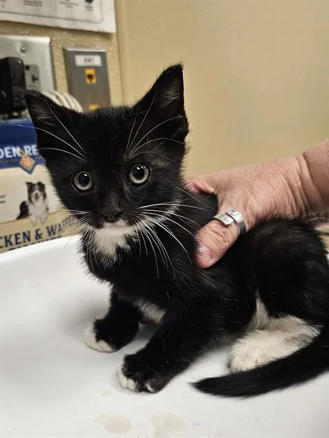 A baby medium-sized male Black & White / Tuxedo Domestic Short Hair cat named Porche for adoption in Clyde, NC