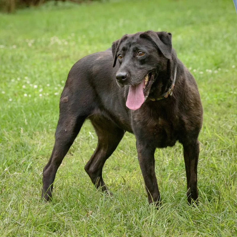An adult large-sized female Black Labrador Retriever dog named Kelly for adoption in Lambertville, NJ