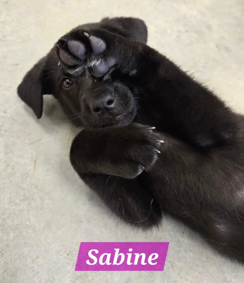 A baby large-sized female Black Labrador Retriever dog named Sabine for adoption in North Olmsted, OH