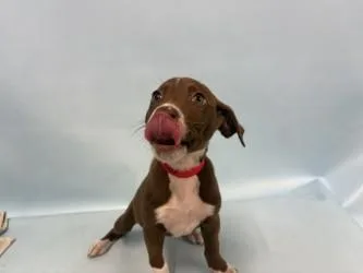 A baby large-sized female Labrador Retriever dog named Oak for adoption in Woodbury, MN