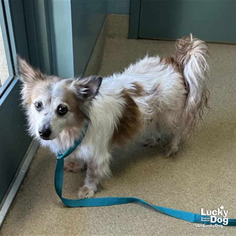 A senior small-sized male Shetland Sheepdog / Sheltie dog named Trigger for adoption in Washington, DC
