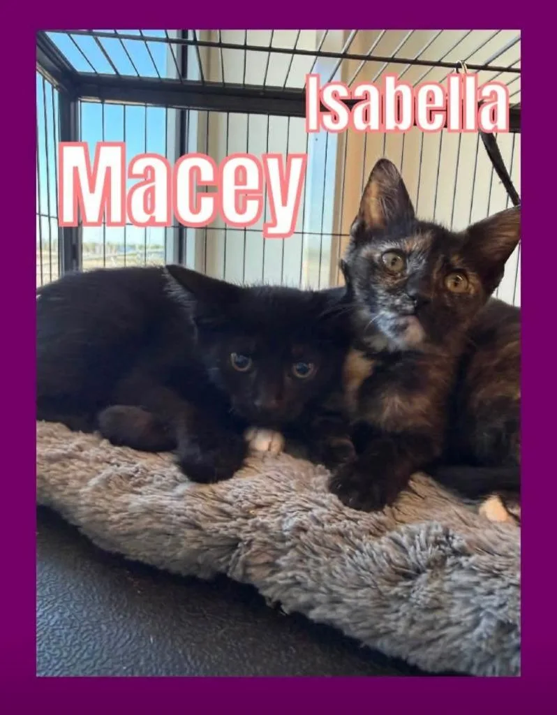 A baby small-sized female Domestic Short Hair cat named Macey for adoption in Bossier City, LA