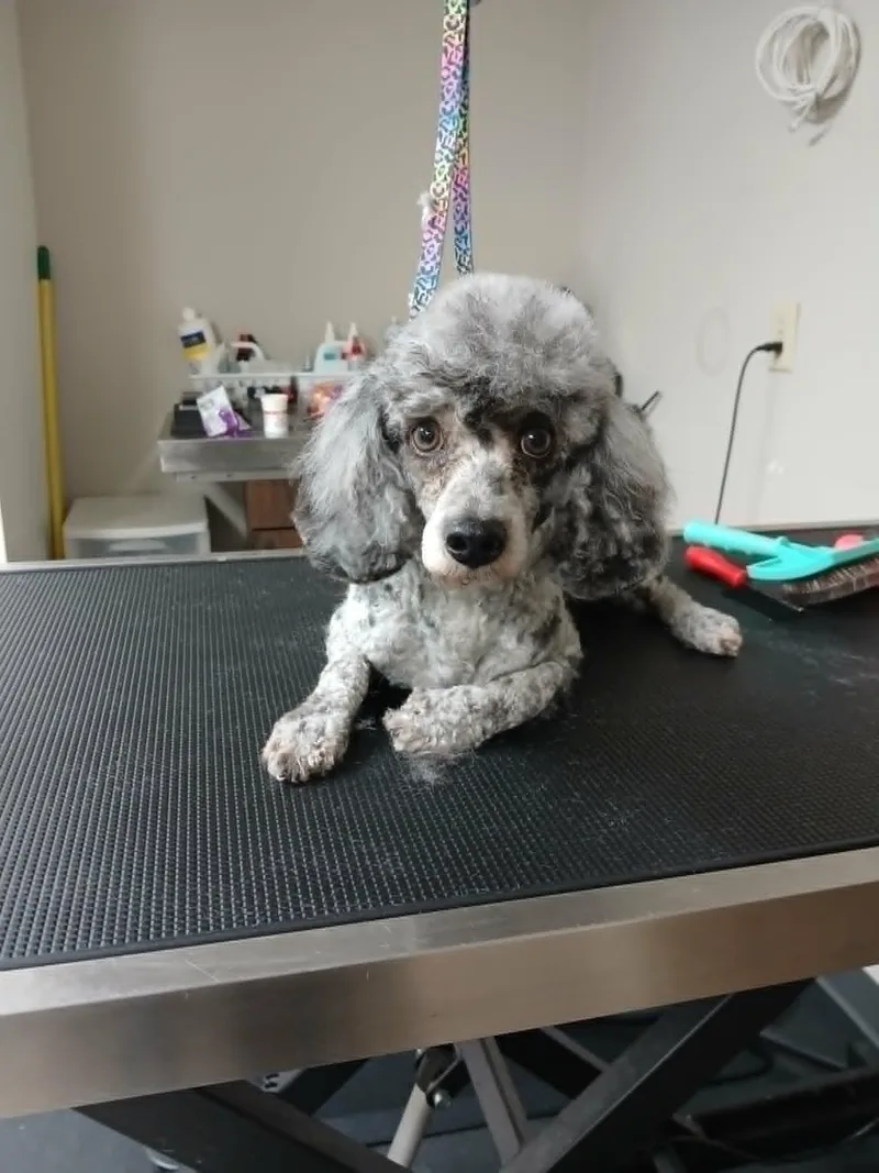 An adult small-sized male Merle (Blue) Miniature Poodle dog named Wellington for adoption in Vernon, CT
