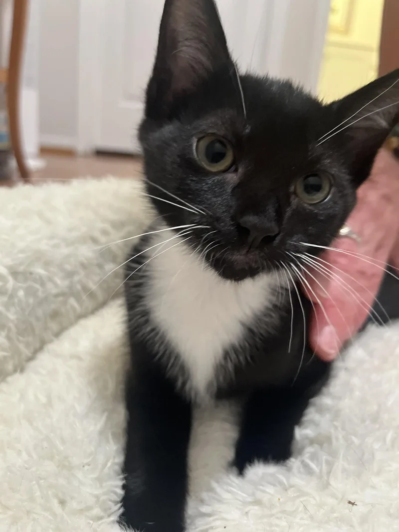 A baby medium-sized female Black & White / Tuxedo Domestic Short Hair cat named Sierra for adoption in Herndon, VA