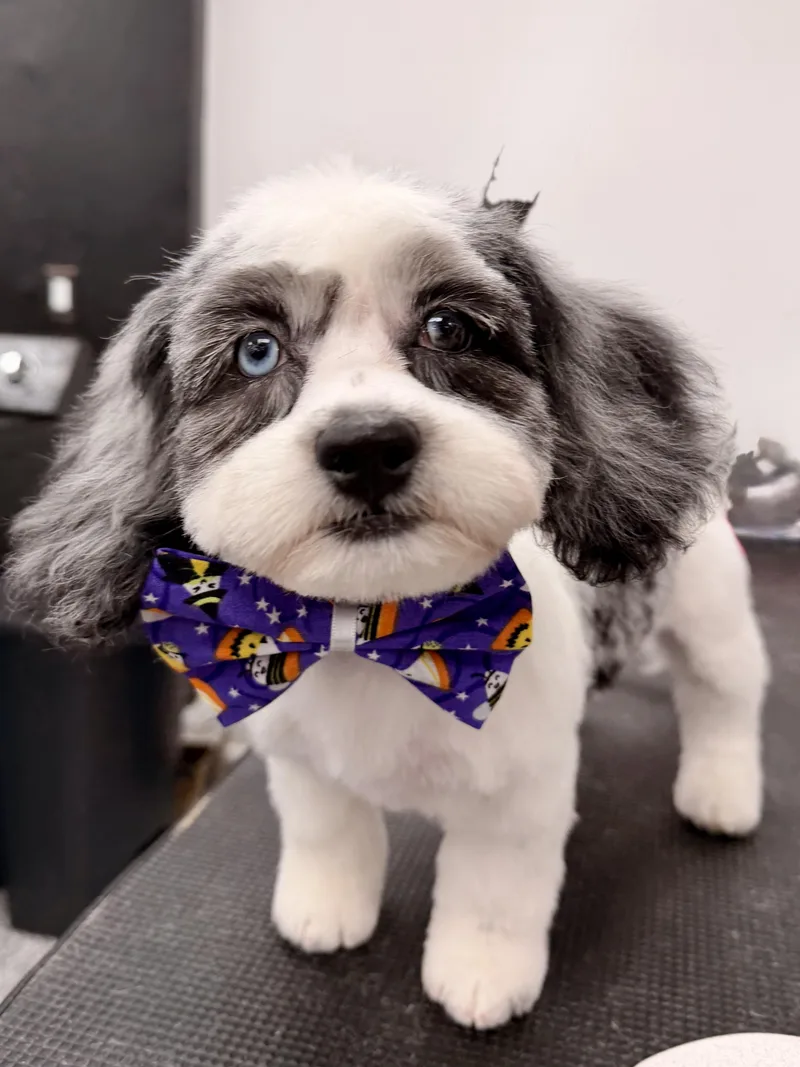 A baby small-sized male Merle (Blue) Shih Tzu dog named Kai for adoption in ontario, CA