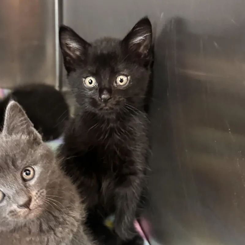 A baby small-sized male Black Domestic Short Hair cat named Ground Chuck for adoption in Rocky Mount, VA