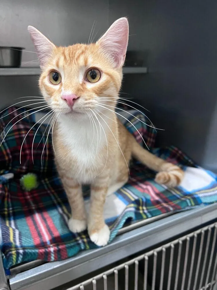 A young medium-sized male Orange & White Domestic Short Hair cat named Purrito for adoption in McPherson, KS