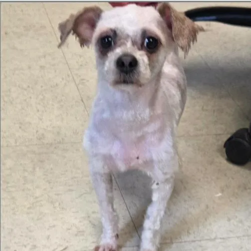An adult small-sized female White / Cream Shih Tzu dog named Shana for adoption in Columbia, SC