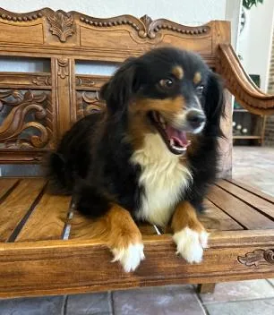 A young medium-sized female Australian Shepherd dog named Lady Washington for adoption in Arlington, TX