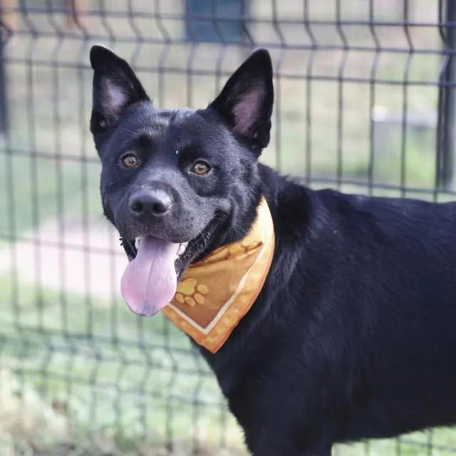 A young large-sized male Shepherd dog named Bruce for adoption in San Antonio, TX