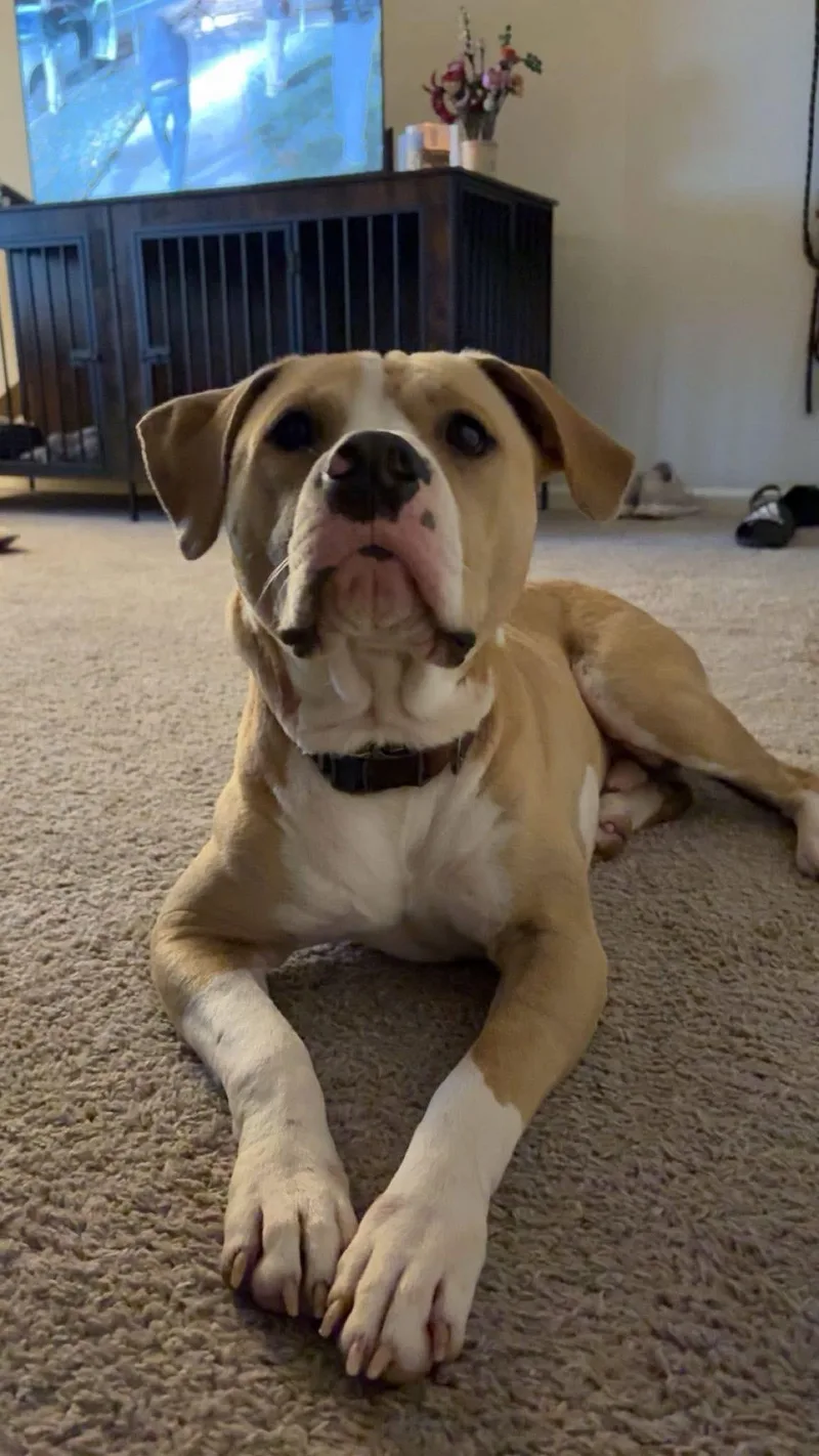 A young large-sized male Apricot / Beige American Bulldog dog named Perry for adoption in Manhattan, KS