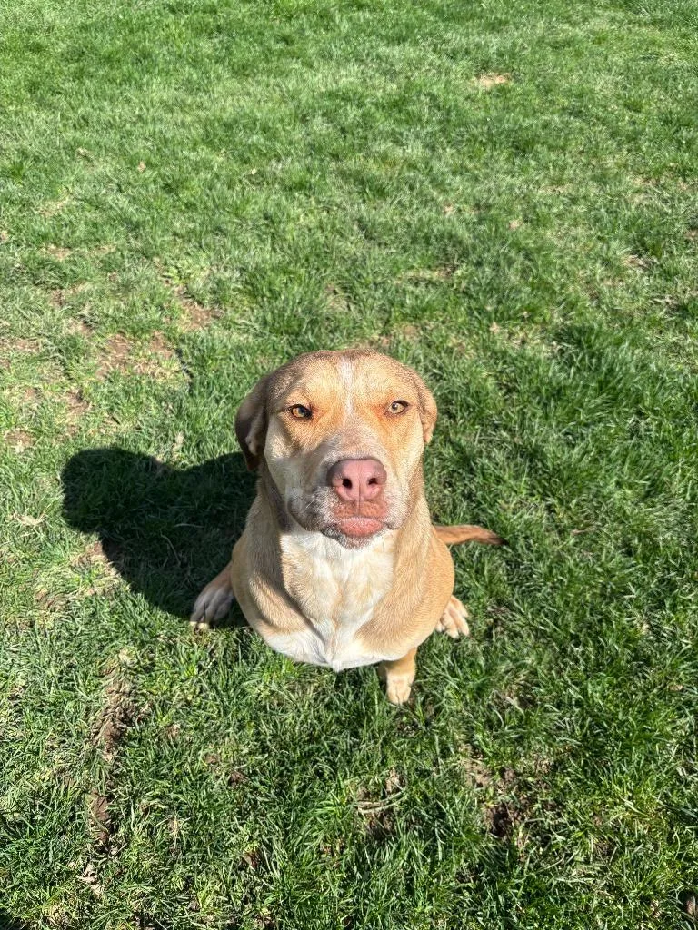 A young medium-sized female Hound dog named Tawny for adoption in Findlay, OH