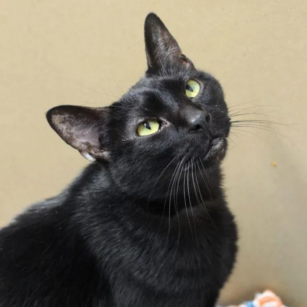 An adult medium-sized male Domestic Short Hair cat named Lionel  Bonded Buddy for adoption in Des Moines, IA