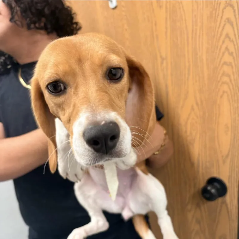 A young medium-sized female White / Cream Beagle dog named Coupon for adoption in LOXAHATCHEE, FL