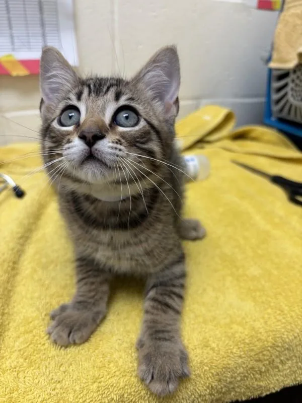 A baby small-sized male Domestic Short Hair cat named Elmo for adoption in Santa Rosa, CA
