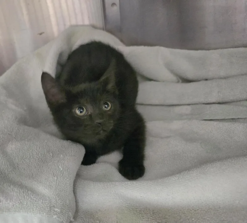 A young small-sized female Black Domestic Short Hair cat named Elena for adoption in Friendswood, TX