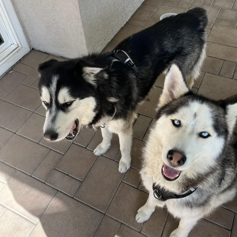 Oso And Chula