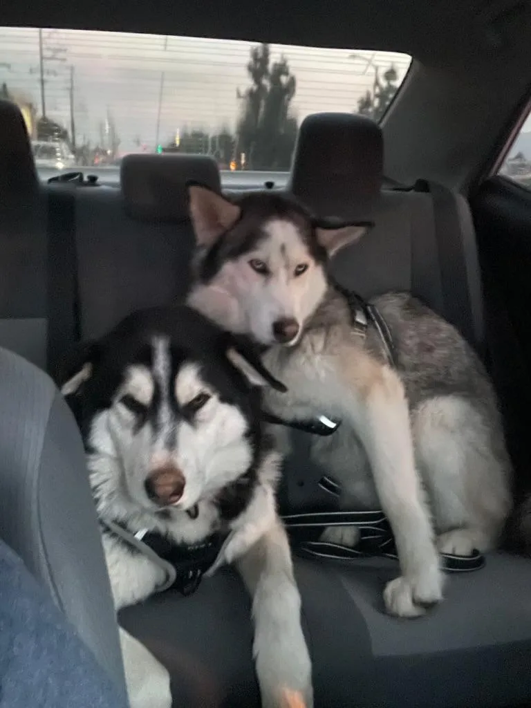 Oso And Chula thumbnail 2