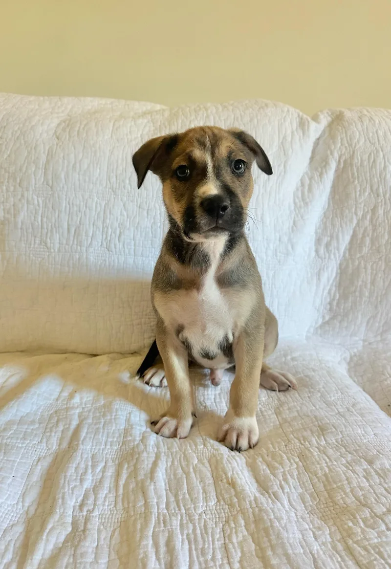 A baby medium-sized male Bicolor Pit Bull Terrier dog named Balto for adoption in Simsbury, CT