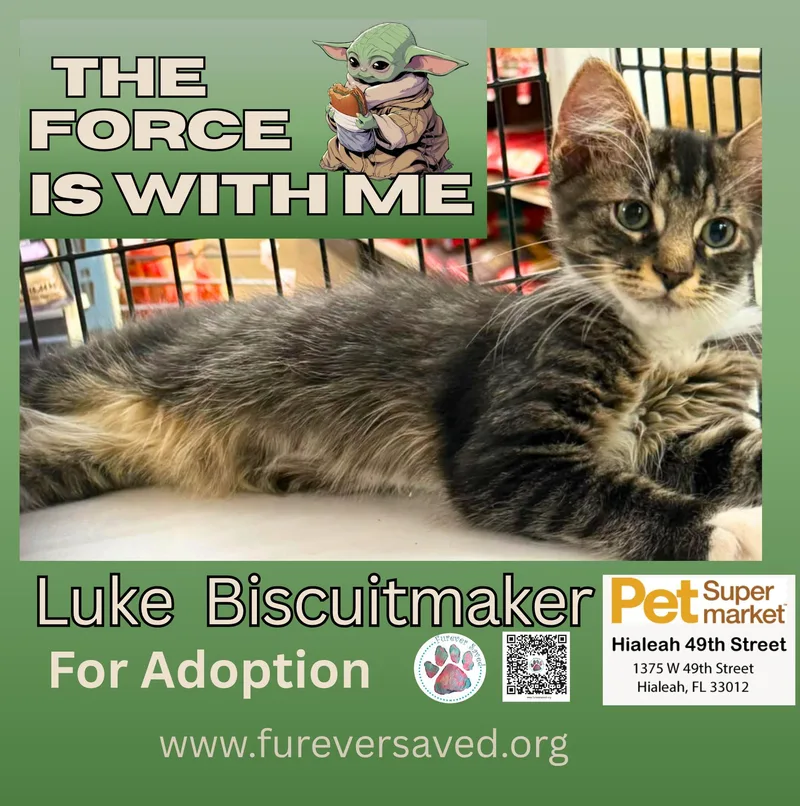 Luke Biscuitmaker